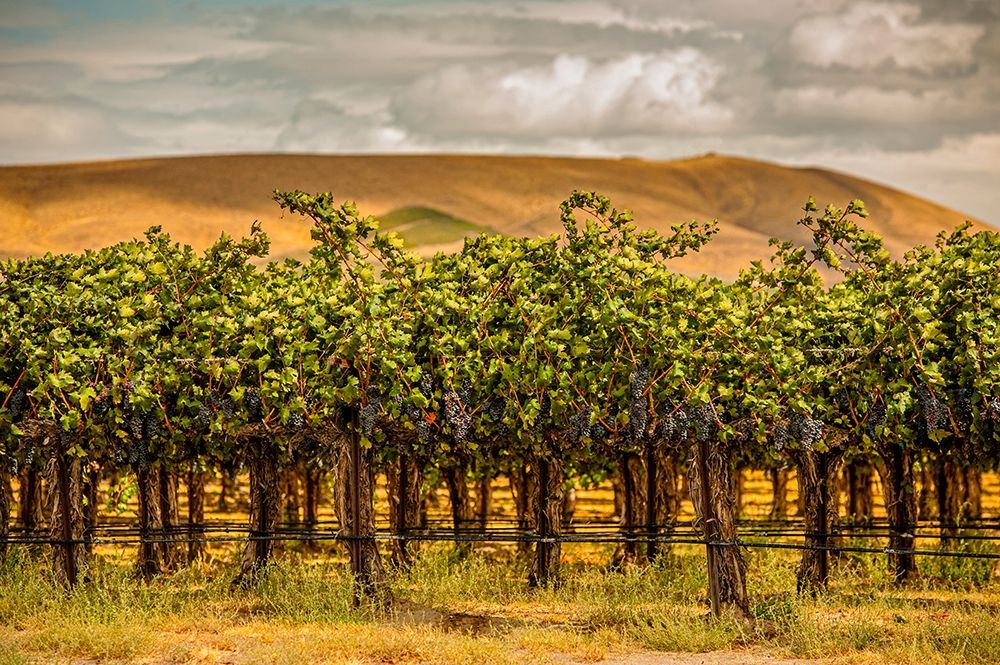 Washington State-Red Mountain Cabernet Sauvignon